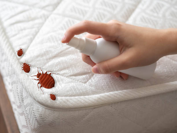 Best Local Pest Control Services  in Beggs, OK